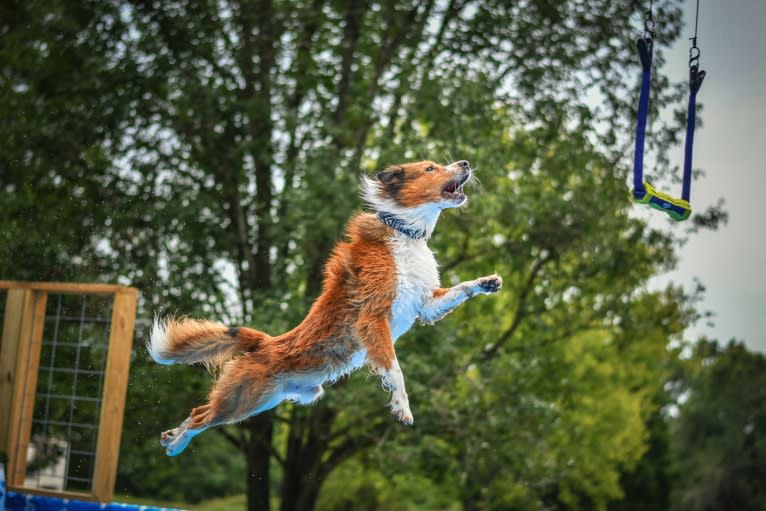 Mac, an English Shepherd tested with EmbarkVet.com