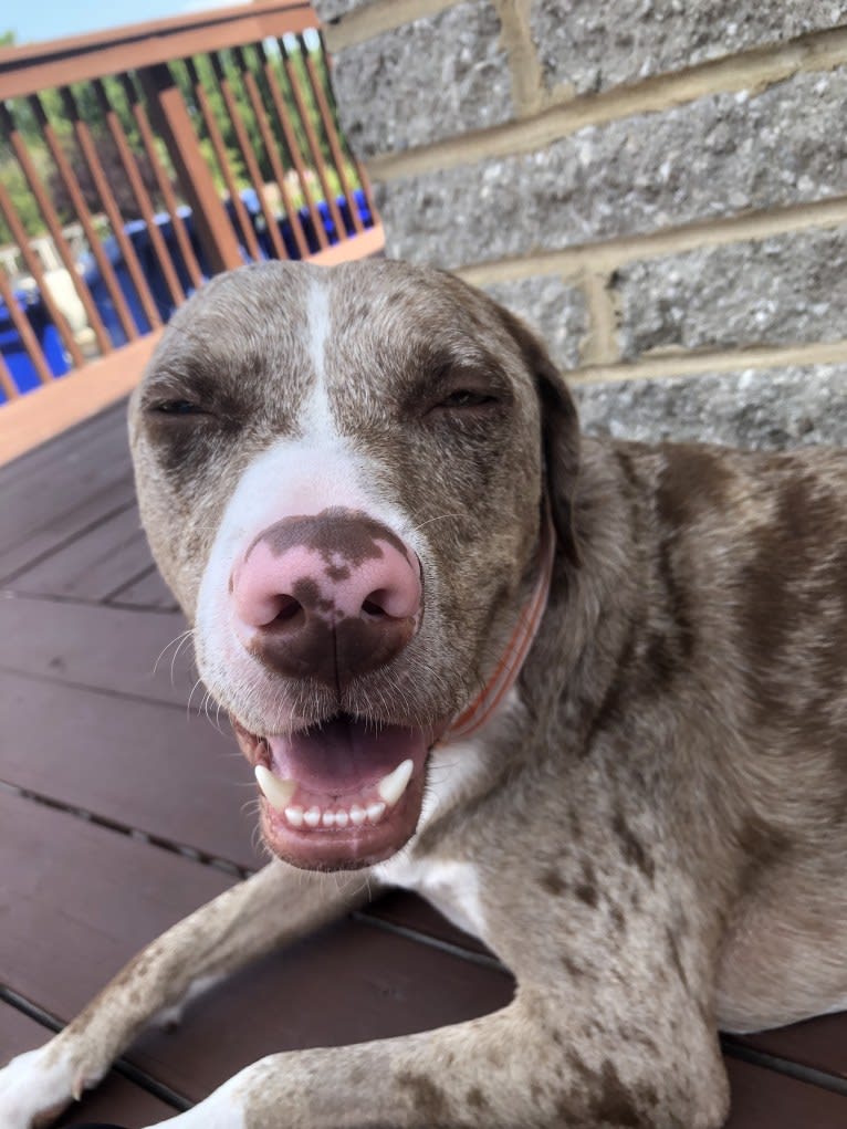 Opie Cunningham, a Catahoula Leopard Dog and American Bully mix tested with EmbarkVet.com