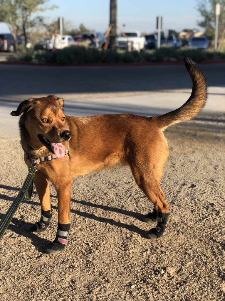 Maui, an American Pit Bull Terrier and Rottweiler mix tested with EmbarkVet.com