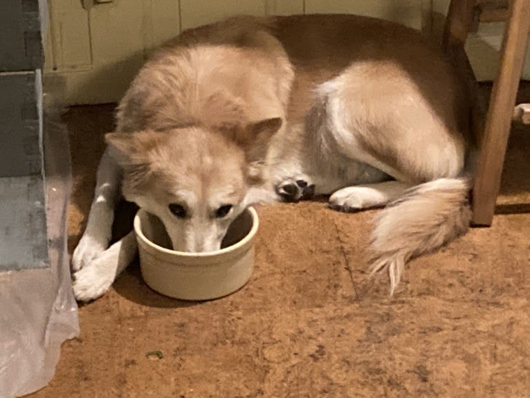 Ashna, a South Asian Village Dog tested with EmbarkVet.com