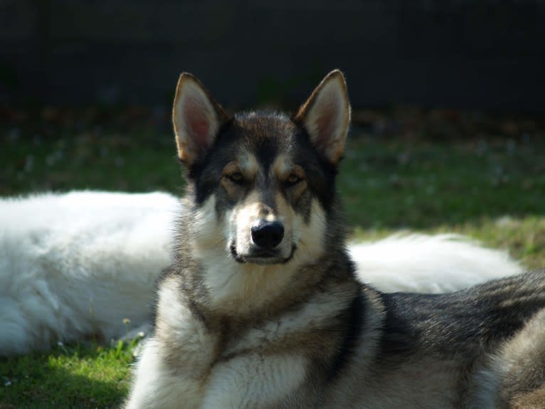 Kalen, a German Shepherd Dog and Siberian Husky mix tested with EmbarkVet.com