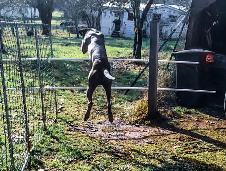 Trigger, a Mastiff and Cane Corso mix tested with EmbarkVet.com