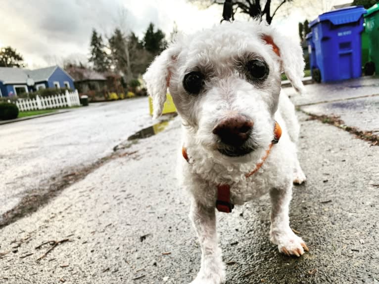 Ollie Popcorns, a Bichon Frise tested with EmbarkVet.com