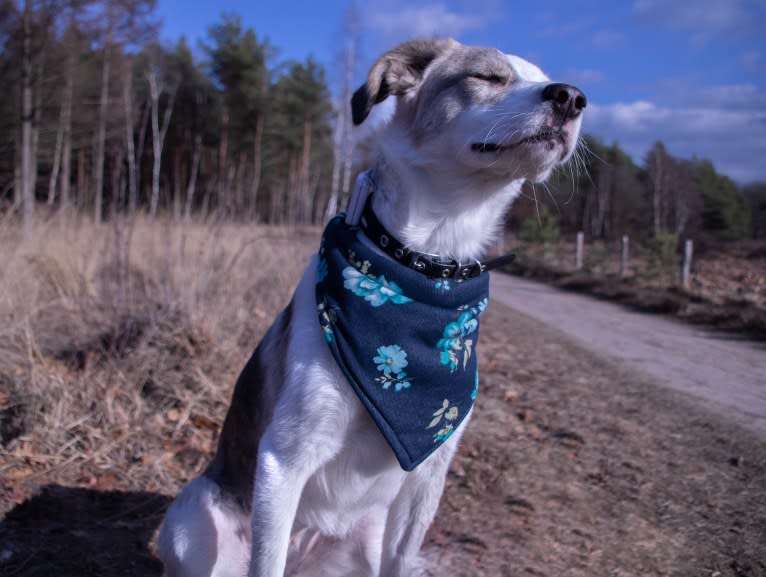 Indy, an European Village Dog tested with EmbarkVet.com