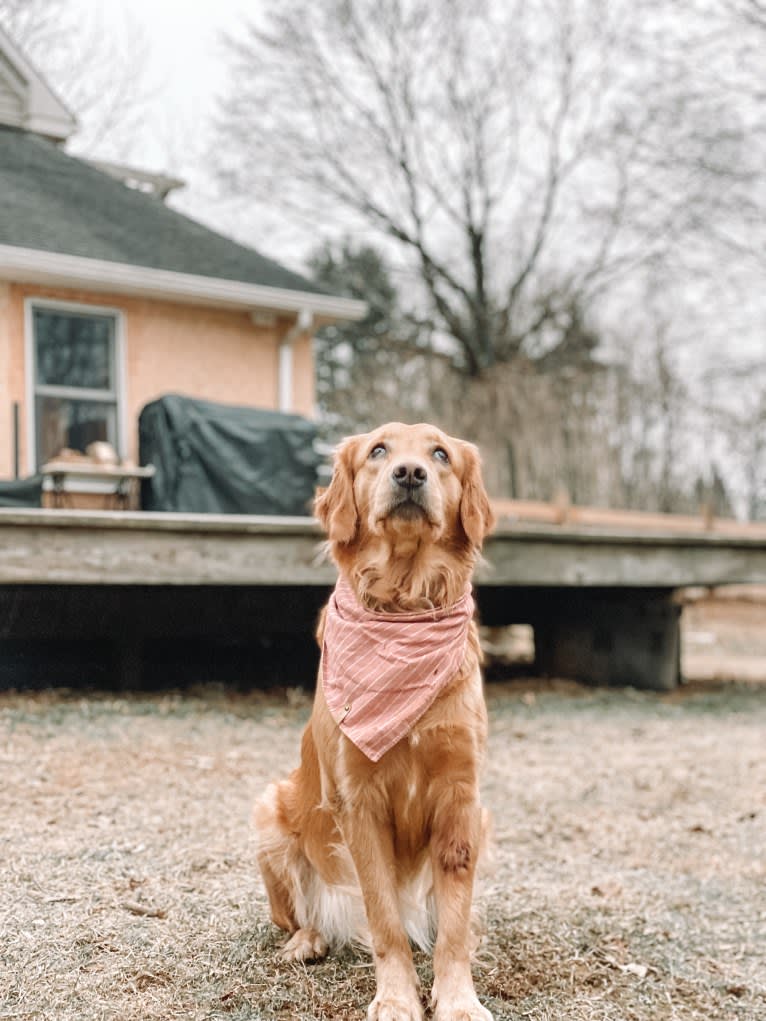 Marley, a Golden Retriever tested with EmbarkVet.com