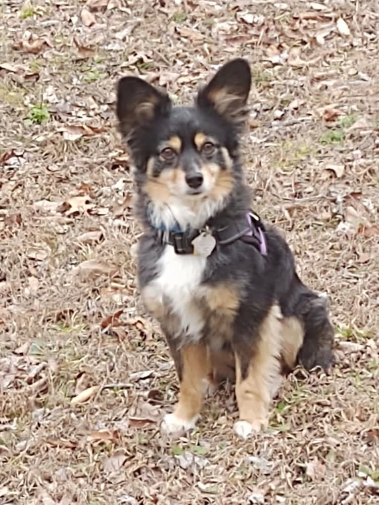 Scamp (a.k.a. Skamp), an Australian Shepherd tested with EmbarkVet.com