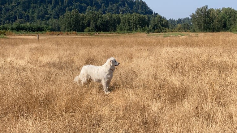 Maci, a Great Pyrenees tested with EmbarkVet.com