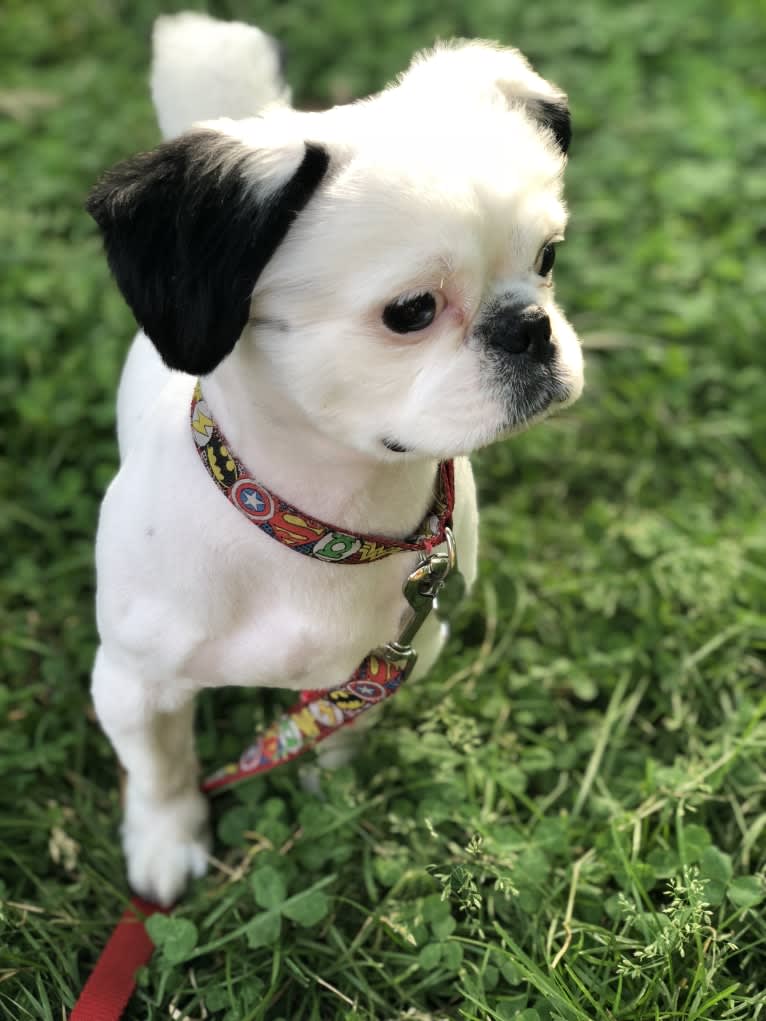 Tyson, a Lhasa Apso and Shih Tzu mix tested with EmbarkVet.com