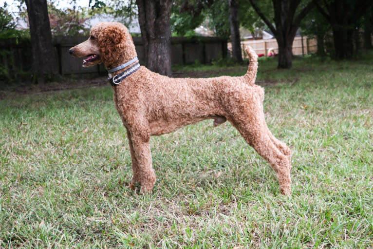 Rowdy, a Poodle (Standard) tested with EmbarkVet.com