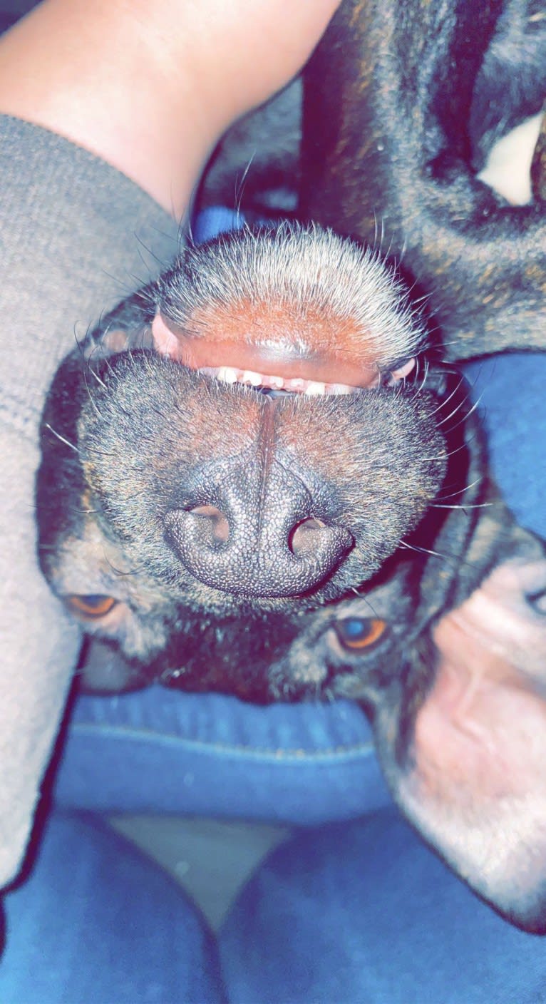 Otis, an American Pit Bull Terrier (9.4% unresolved) tested with EmbarkVet.com