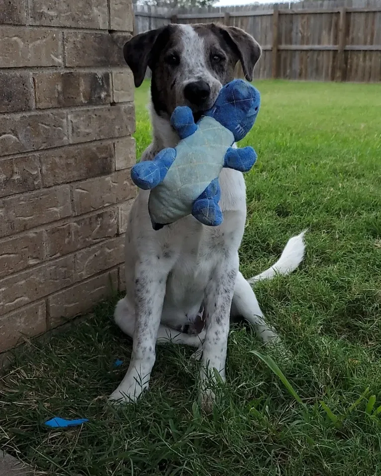 Goose, a Chow Chow and Australian Cattle Dog mix tested with EmbarkVet.com