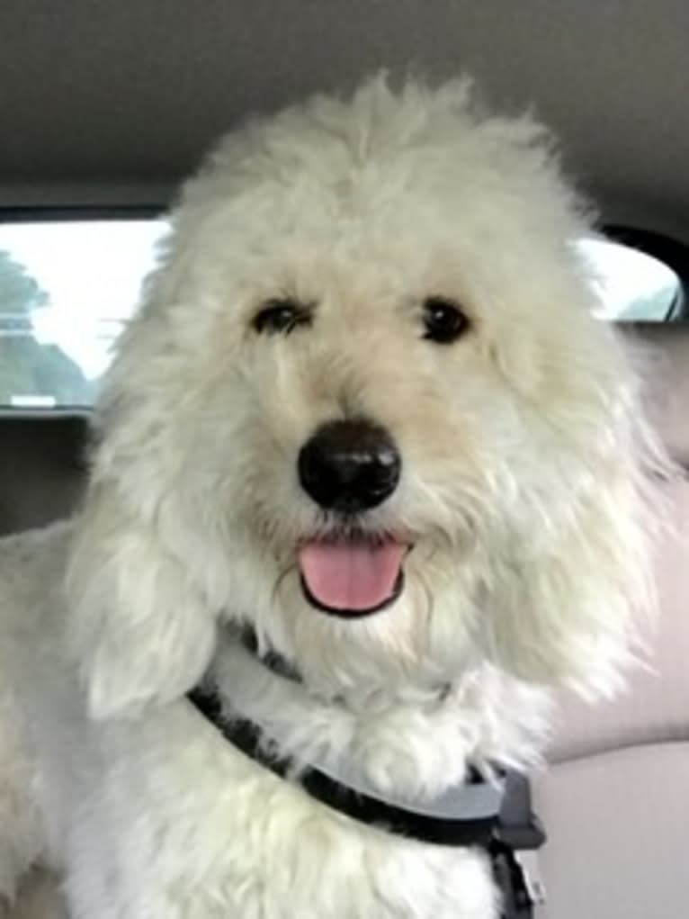 Chloe Grace, a Goldendoodle tested with EmbarkVet.com