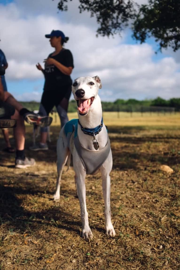 Jack, a Whippet tested with EmbarkVet.com