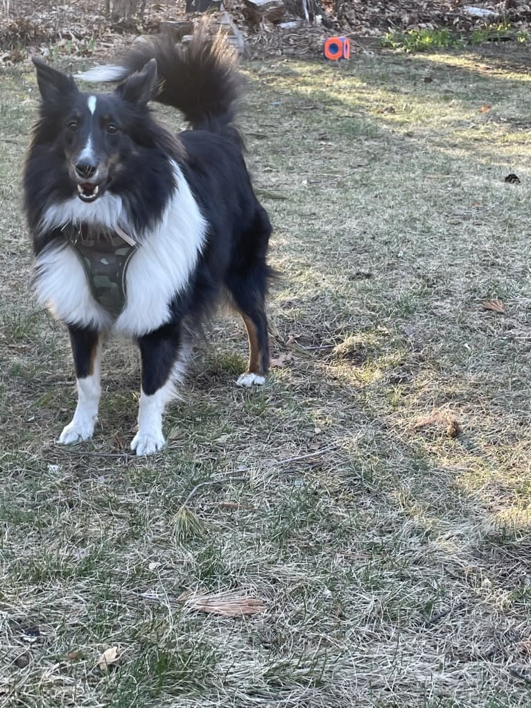 Whiskey Cash Adams, a Shetland Sheepdog tested with EmbarkVet.com