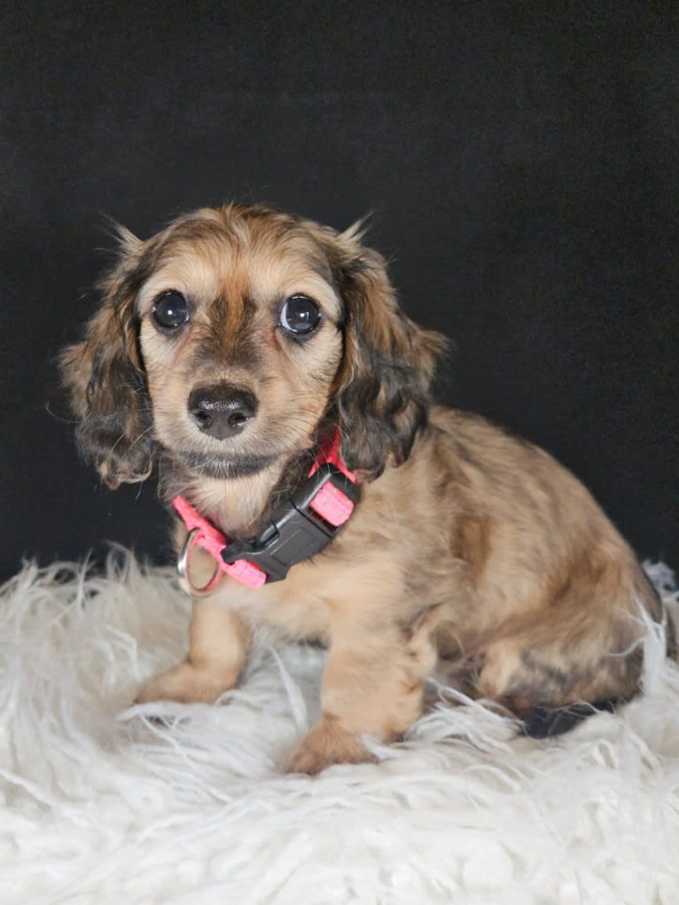 Mighty Aimee Rutledge, a Dachshund tested with EmbarkVet.com