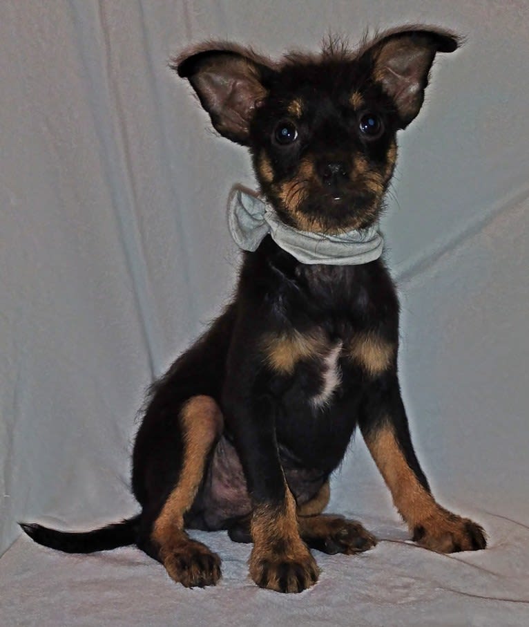 Saejin, a Chihuahua and Rat Terrier mix tested with EmbarkVet.com