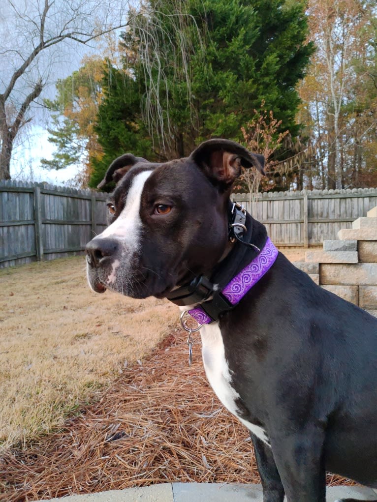 Jessie, an American Pit Bull Terrier and American Staffordshire Terrier mix tested with EmbarkVet.com