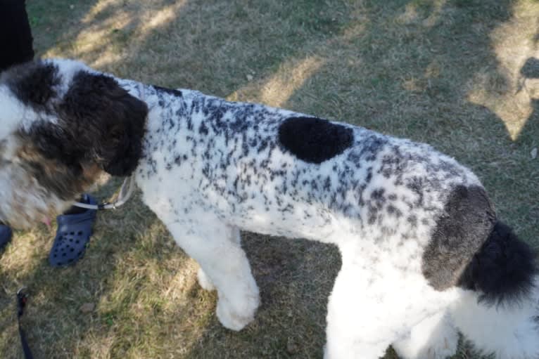 Utah, a Poodle (Standard) tested with EmbarkVet.com