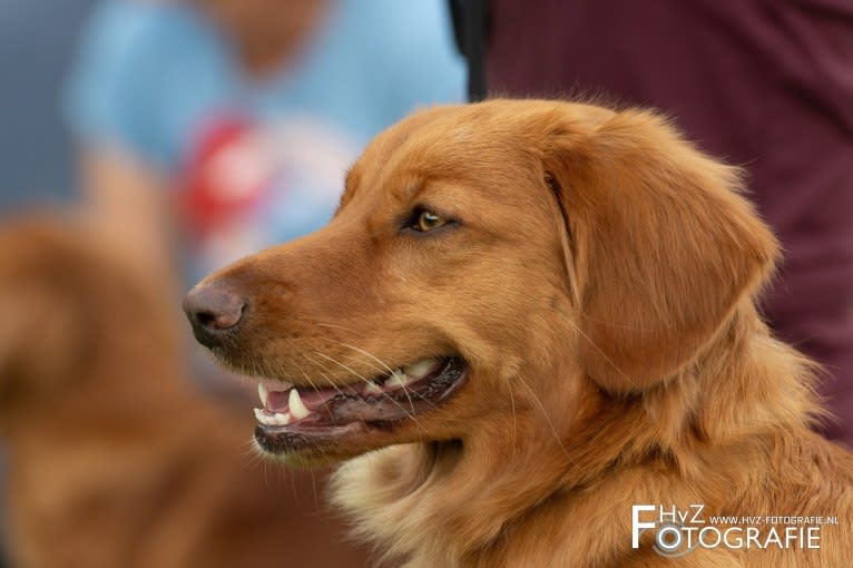 Heidi, a Nova Scotia Duck Tolling Retriever tested with EmbarkVet.com