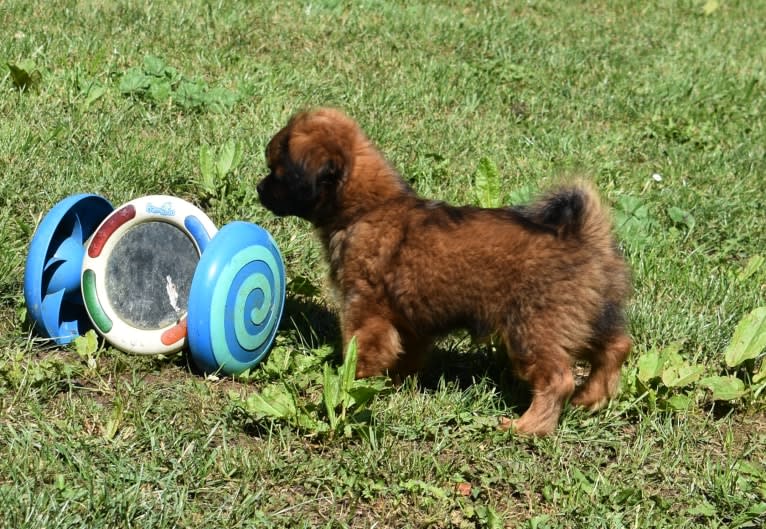 Arlene, a Tibetan Spaniel tested with EmbarkVet.com