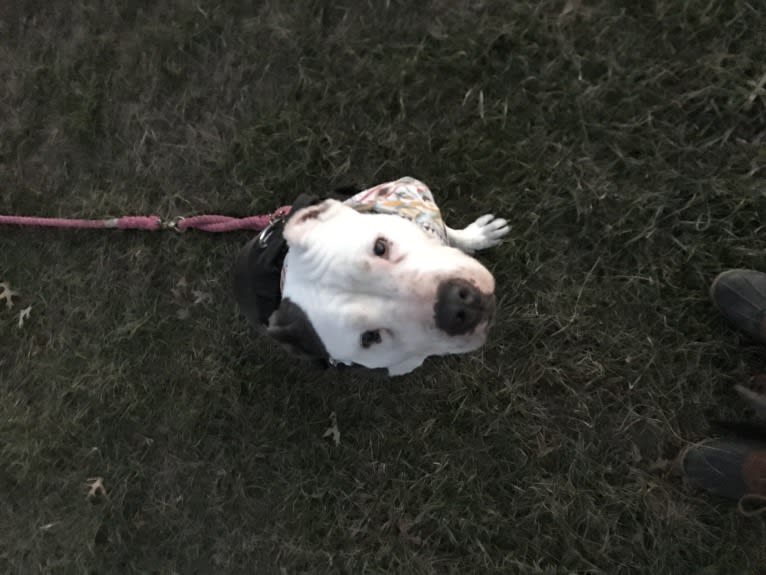 Swizzy, an American Staffordshire Terrier tested with EmbarkVet.com