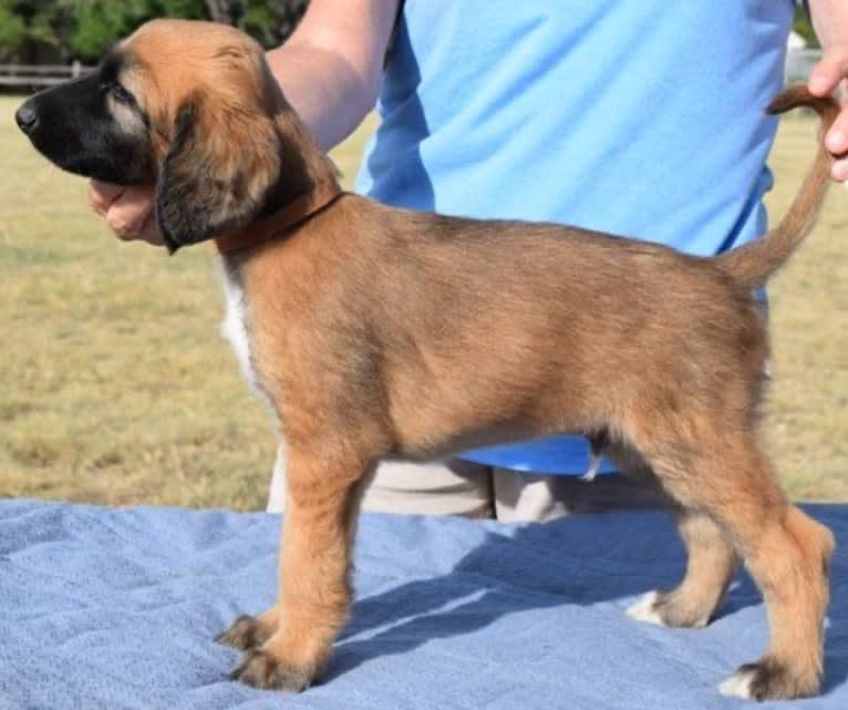 Bugatti, an Afghan Hound tested with EmbarkVet.com