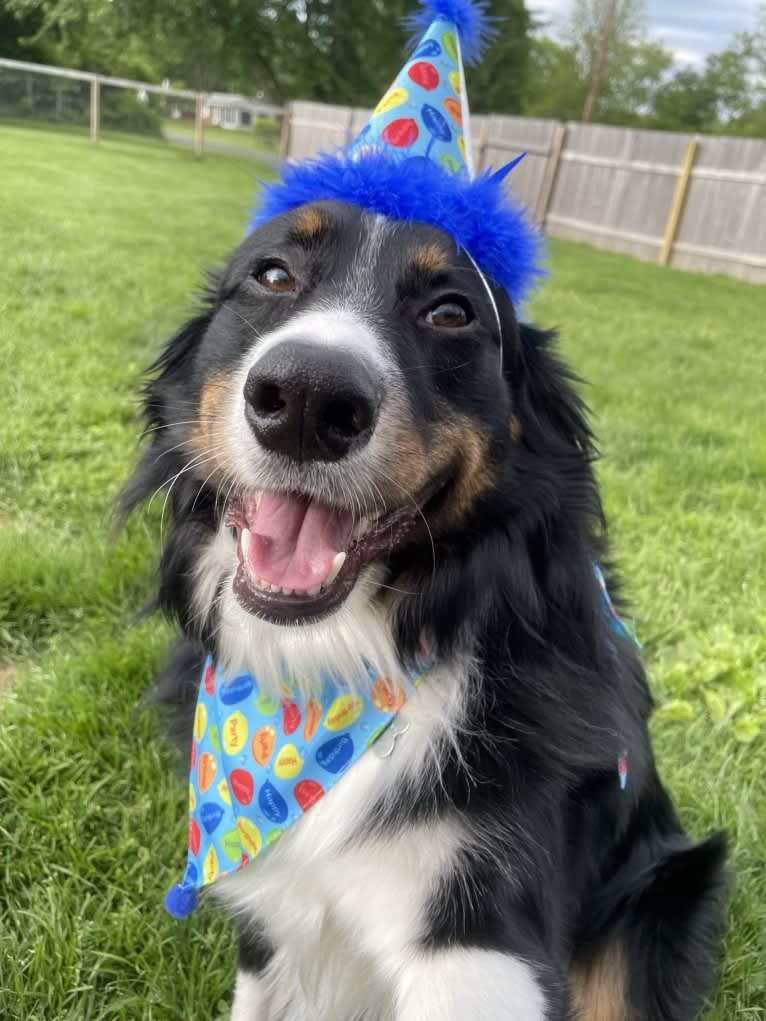 Rex, an Australian Shepherd and English Shepherd mix tested with EmbarkVet.com