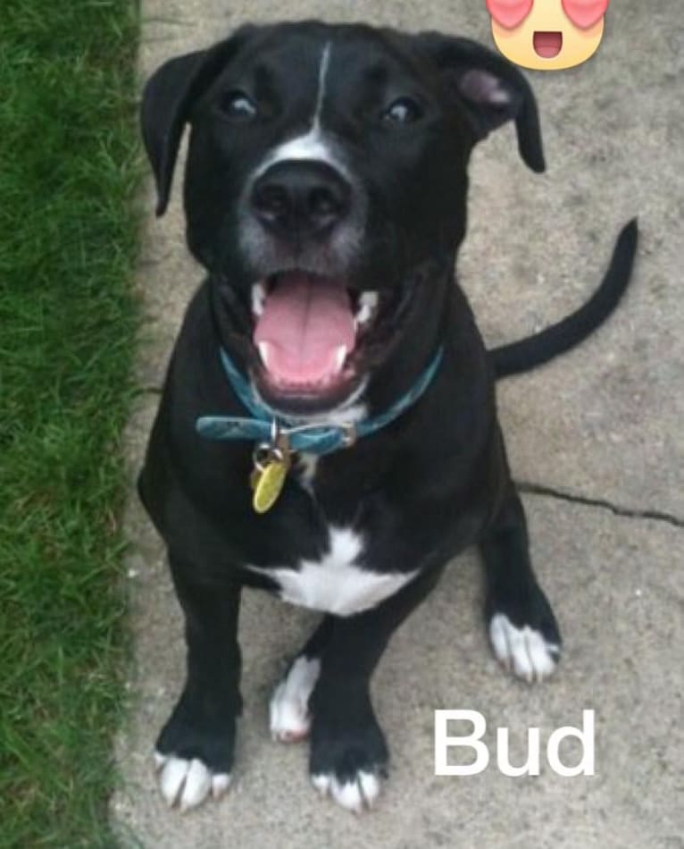 Buddy, an American Bulldog and Golden Retriever mix tested with EmbarkVet.com
