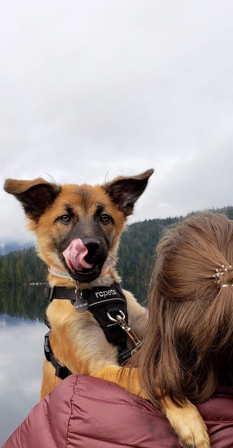 Lucy, a Formosan Mountain Dog tested with EmbarkVet.com