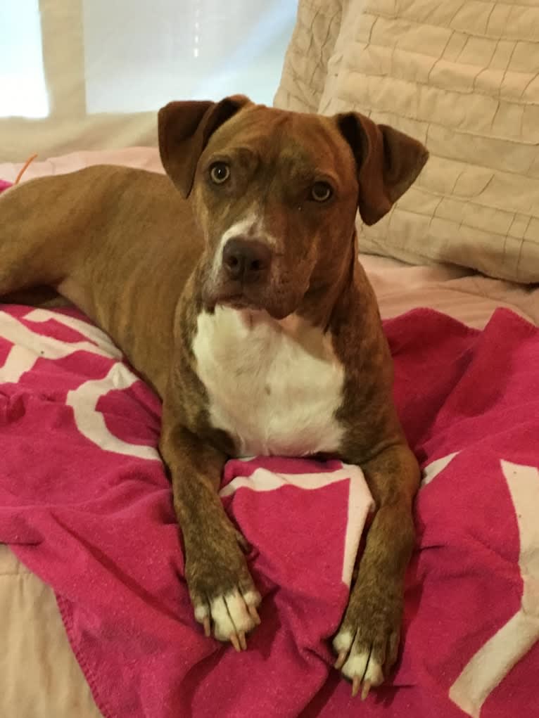 Buttercup, an American Pit Bull Terrier and Labrador Retriever mix tested with EmbarkVet.com