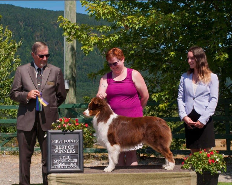 Klutch, an Australian Shepherd tested with EmbarkVet.com