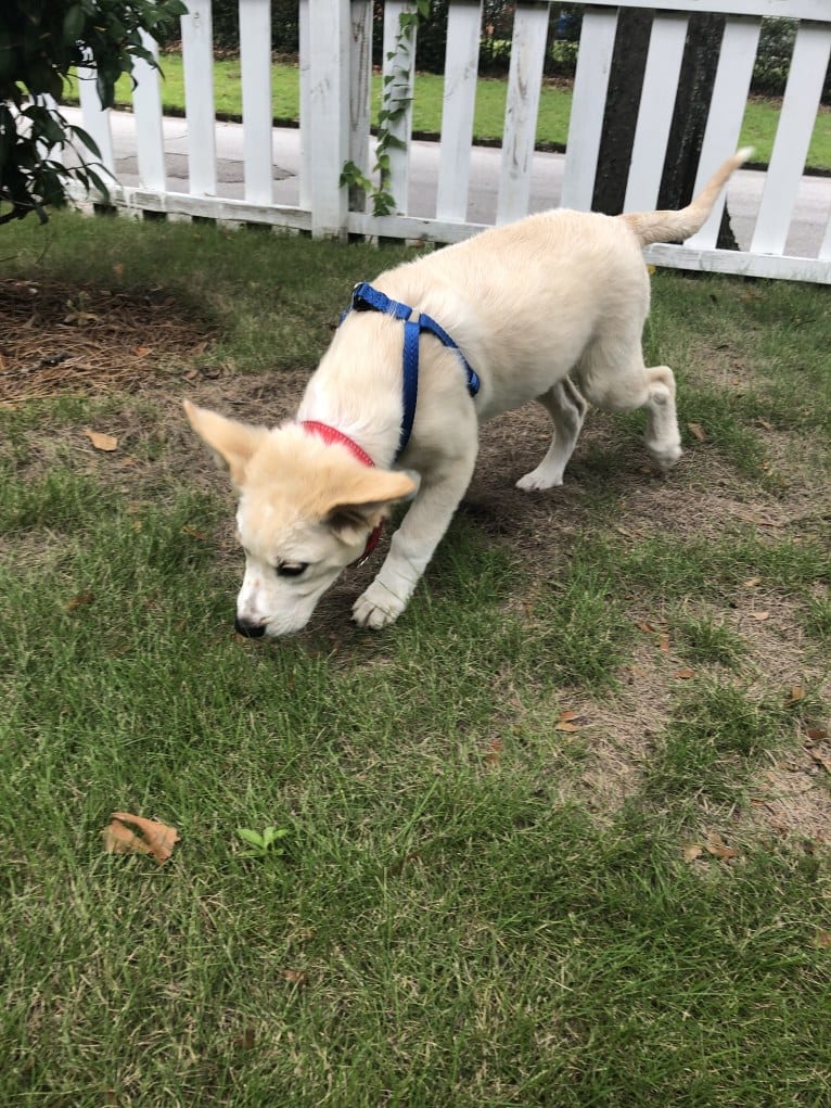 Fenrir, a Border Collie and Great Pyrenees mix tested with EmbarkVet.com