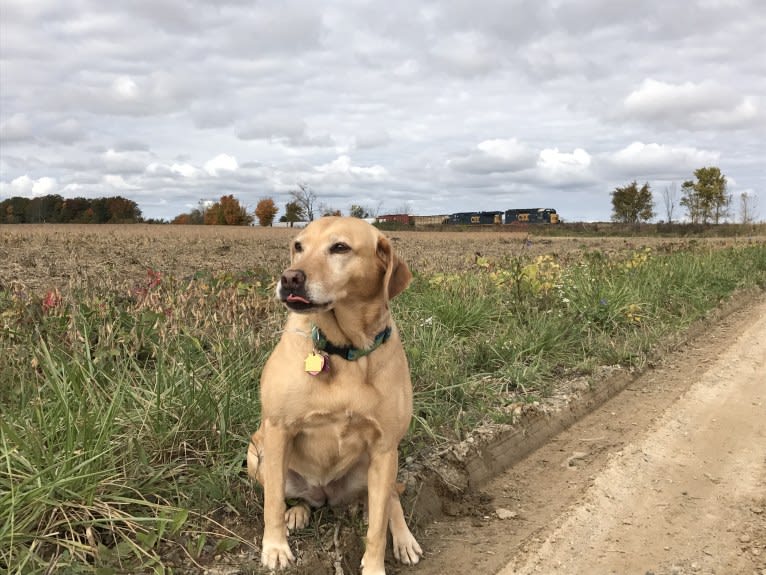 Sadie, a Labrador Retriever and American Bulldog mix tested with EmbarkVet.com