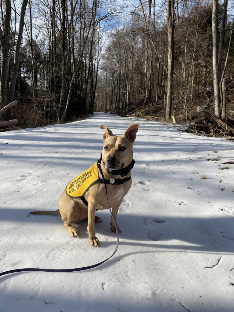 Winnie, an American Pit Bull Terrier tested with EmbarkVet.com