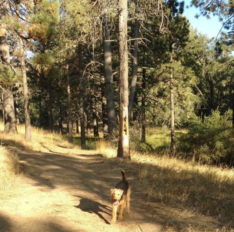 Sasha, an Airedale Terrier tested with EmbarkVet.com