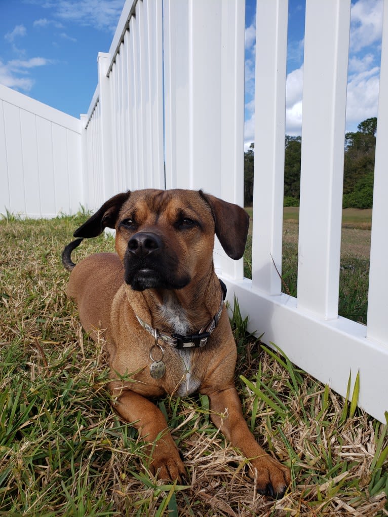 Gatlin, a Chihuahua and American Pit Bull Terrier mix tested with EmbarkVet.com