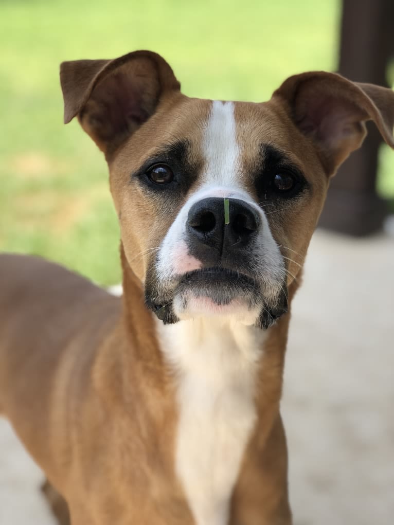 Nixon, an American Pit Bull Terrier and Boxer mix tested with EmbarkVet.com