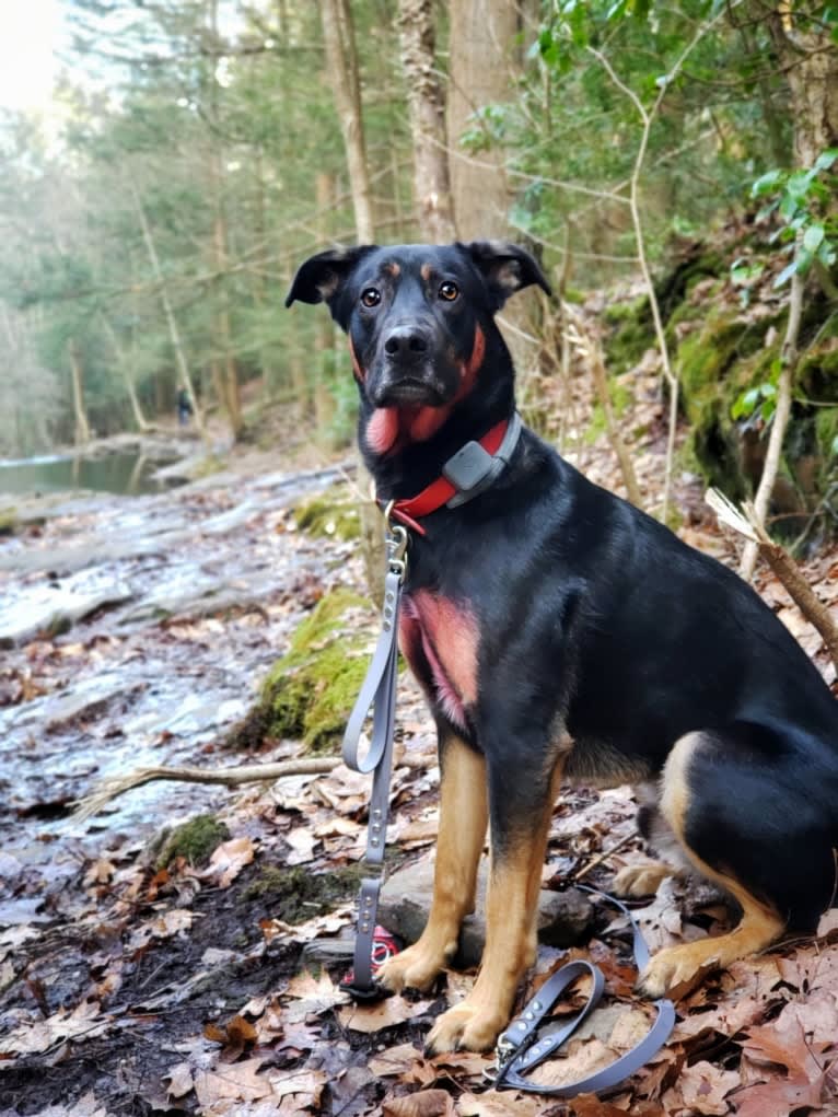 Loki • Sylvalo's Mischief Managed, a German Shepherd Dog and Rottweiler mix tested with EmbarkVet.com