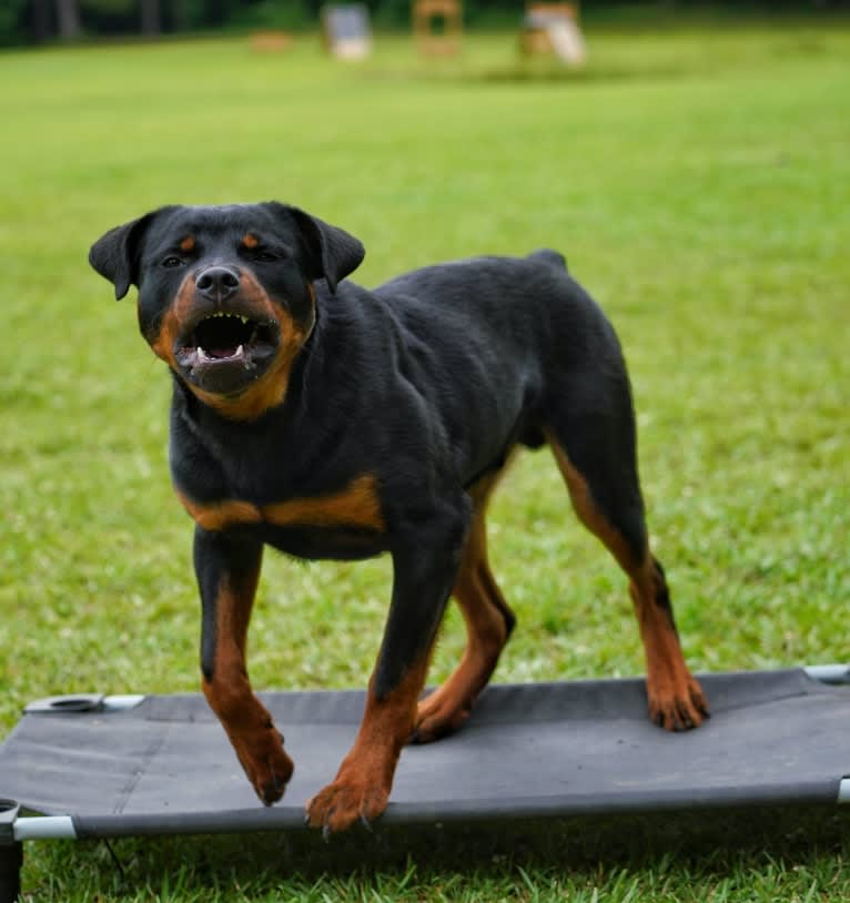 Sirius, a Rottweiler tested with EmbarkVet.com