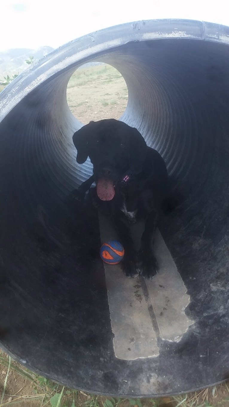 Nala Bear Brooks, a Bluetick Coonhound and Labrador Retriever mix tested with EmbarkVet.com