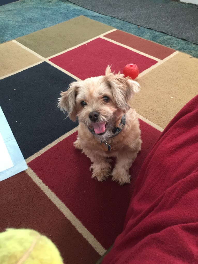 Roscoe, a Rat Terrier and Lhasa Apso mix tested with EmbarkVet.com