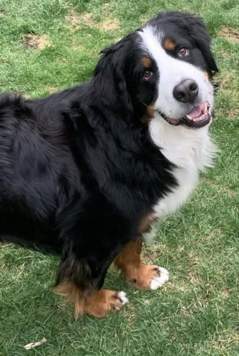 Orbit, a Bernese Mountain Dog tested with EmbarkVet.com