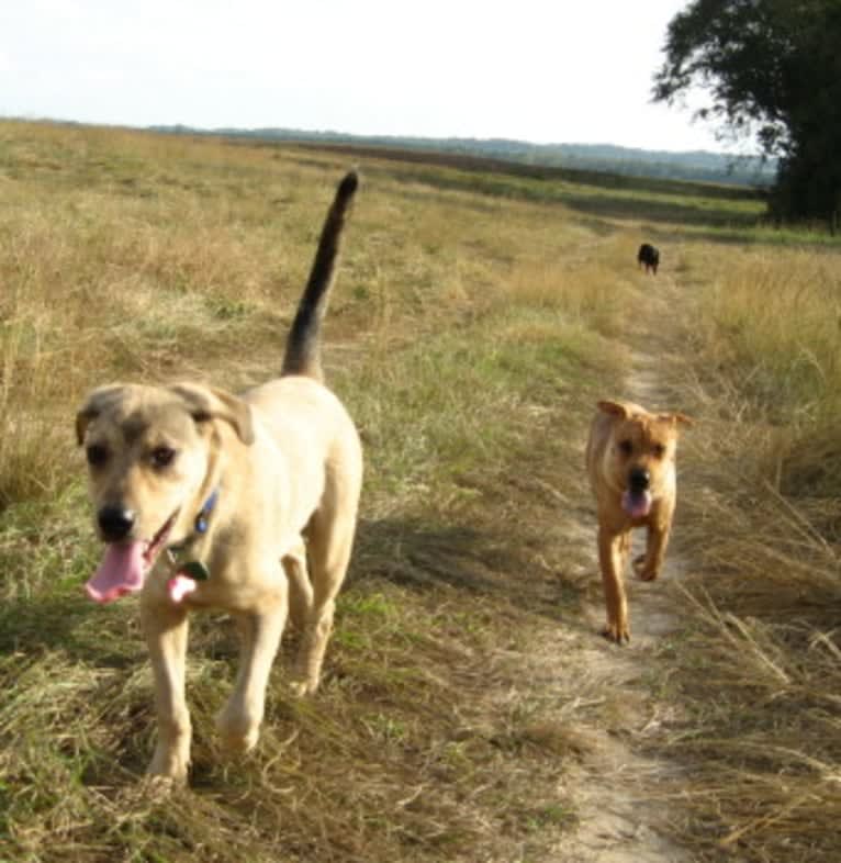 Chase, an American Pit Bull Terrier and Great Pyrenees mix tested with EmbarkVet.com