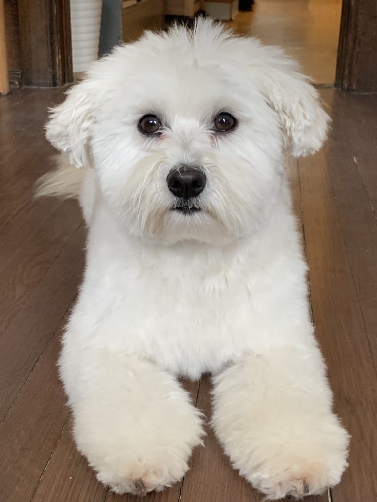 Bastien, a Havanese tested with EmbarkVet.com