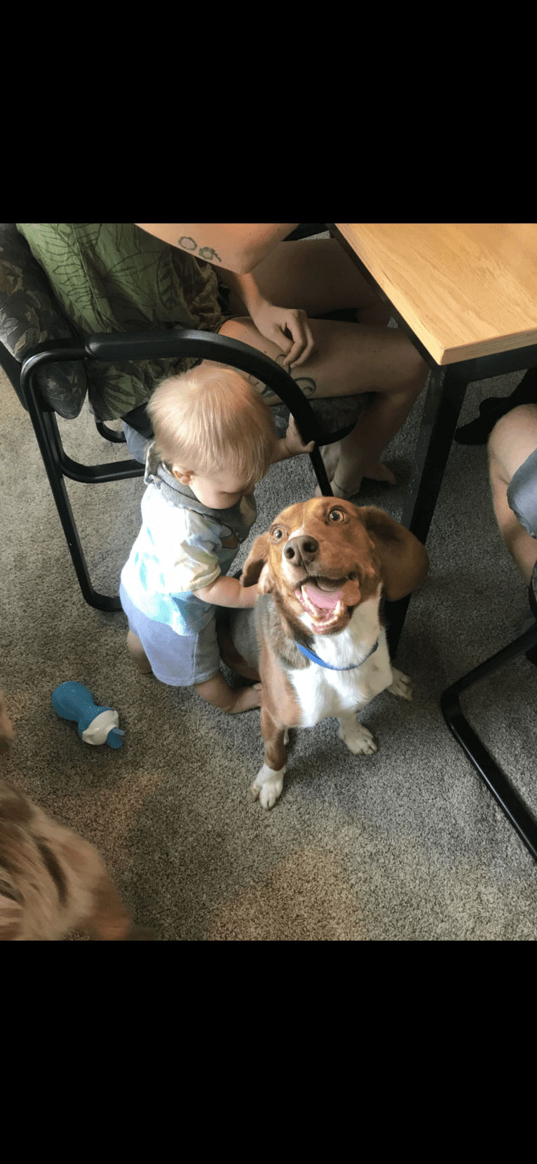 Ranger, a Beagle tested with EmbarkVet.com