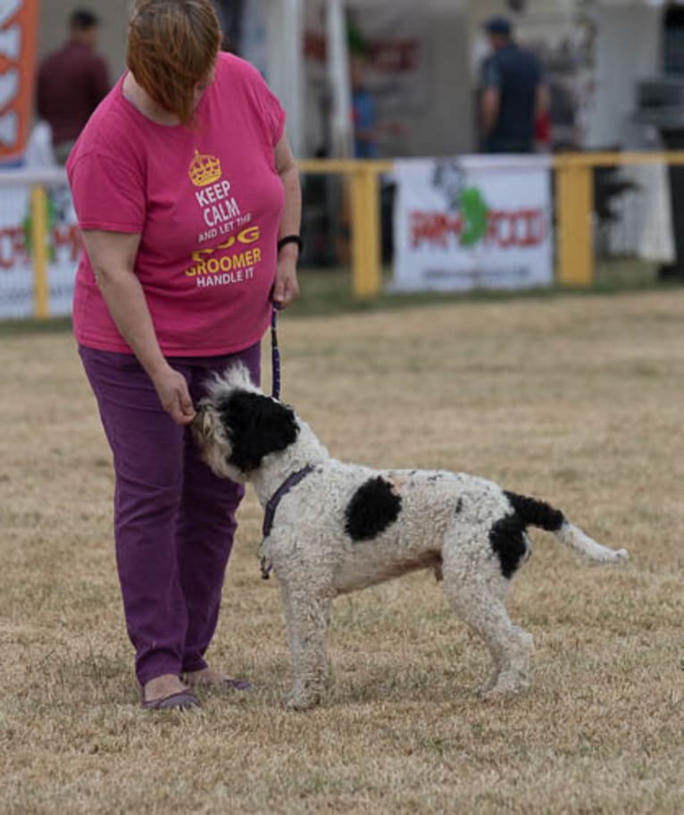 Leevi, a Lagotto Romagnolo and Portuguese Water Dog mix tested with EmbarkVet.com