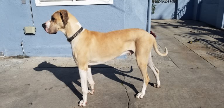 RGD's Roman Royal, a Great Dane tested with EmbarkVet.com