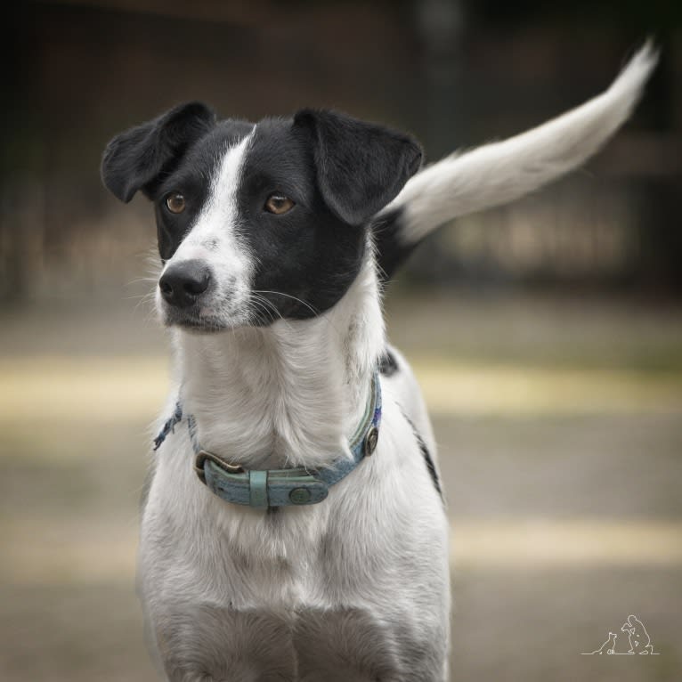 Manipi, an Eastern European Village Dog and Russell-type Terrier mix tested with EmbarkVet.com