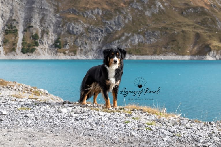 LOST RIVER CURSE OF THE BLACK PEARL, an Australian Shepherd tested with EmbarkVet.com