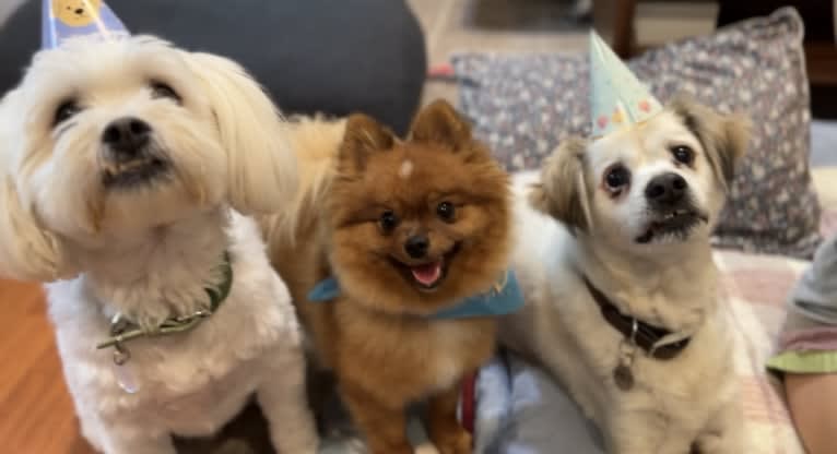 Pearl, a Pomeranian and German Spitz mix tested with EmbarkVet.com